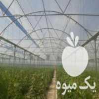 آگهی مشابه فروش گلخانه‌وهیتر در اصفهان در گروه خرید فروش تجهیزات گلخانه - صنعتی خانگی هوشمند دست دوم در یکمیوه