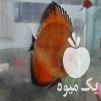 آگهی مشابه فروش ماهی زینتی در خرمدره در گروه انواع ماهی - سالمون شیر کپور قرمز شوریده سفید گوپی مرکب در یکمیوه