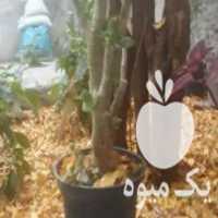 آگهی مشابه فروش خاک‌برگ‌بابابزرگ در ماهدشت در گروه خرید فروش کود و مواد شیمیایی - اوره پتاس مرغی کمپوست آهن در یکمیوه