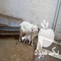 آگهی مشابه فروش بز نژاد سانن در گرگان در گروه گاو و گوسفند و میش و بز کهره گوساله سمینتال در یکمیوه