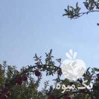 آگهی مشابه فروش سیب پاییزه آبسرد دماوند بر روی درخت در تهران در گروه خرید فروش عمده سیب - زرد و قرمز گلاب پاییزه در یکمیوه