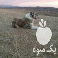 آگهی مشابه فروش سگ آلابای افغان در فامنین در گروه سگ و گربه _ نگهبان هاسکی ژرمن دوبرمن سرابی در یکمیوه
