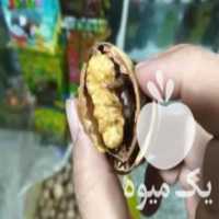 آگهی مشابه فروش گردو پوست کاغذی در اسلامشهر در گروه گردو - کاغذی سنگی سوزنی خوشه ای توسرکان در یکمیوه