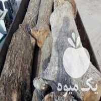 آگهی مشابه فروش اسلب چوب گردو در اسلامشهر در گروه خرید فروش عمده چوب- زغال چوب گردو تبریزی خام در یکمیوه