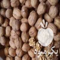 آگهی مشابه فروش گردو خوب سفید پوست کاغذی در اسلامشهر در گروه گردو - کاغذی سنگی سوزنی خوشه ای توسرکان در یکمیوه