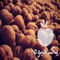 آگهی مشابه فروش گردو تویسرکان همدان در تهران در گروه گردو - کاغذی سنگی سوزنی خوشه ای توسرکان در یکمیوه