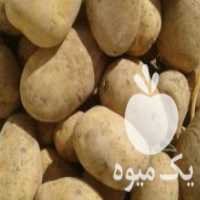 آگهی مشابه فروش سیب زمینی بذری بامبو جیلی در صفاشهر در گروه خرید فروش عمده سیب زمینی - زودرس دیررس آگریا اسپریت اردبیل همدان در یکمیوه