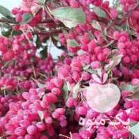 آگهی مشابه فروش پخش زرشک تازه درجه 1 در بیرجند در گروه خرید فروش عمده ازگیل و تمشک و زرشک - ژاپنی فروش مستقیم در یکمیوه