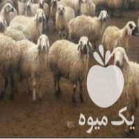 آگهی مشابه فروش همکاری و ارسال بره بپرواری و گوسفند داشتی در بجنورد در گروه گاو و گوسفند و میش و بز کهره گوساله سمینتال در یکمیوه