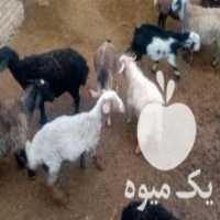 آگهی مشابه فروش گوسفند سرو حال در آبگرم در گروه گاو و گوسفند و میش و بز کهره گوساله سمینتال در یکمیوه