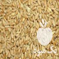 آگهی مشابه فروش گندم درجه یک در خمین در گروه خرید فروش عمده گندم و جو - بلغور شیرازی فروش عمده محصول کشاورزی در یکمیوه