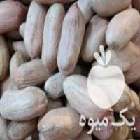 آگهی مشابه فروش بادام زمینی در پارس آباد در گروه بادام - درختی کوهی زمینی فروش عمده در یکمیوه