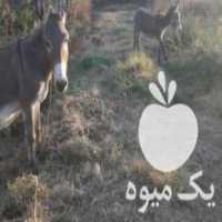 آگهی مشابه فروش الاغ ماده با کره ماده در میاندوآب در گروه اسب و الاغ خر و فروش قاطر- ترکمن عربی سفید نر و ماده در یکمیوه