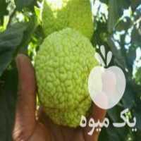 آگهی مشابه فروش نهال های خاص و اصلاح شده در ارومیه در گروه خرید فروش نهال - انواع گردو پسته بادام سلطانی انگور در یکمیوه