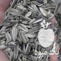 آگهی مشابه فروش تخمه آفتابگردان کرمانشاه سنقری در مشهد در گروه خرید فروش عمده آفتابگردان - تخمه خوی دیم گل در یکمیوه