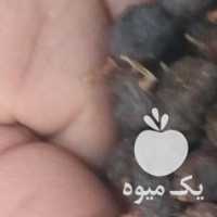 آگهی مشابه فروش یک تن کشمش آفتابی بیدانه در قزوین در گروه آجیل - فروش عمده محصولات در یکمیوه