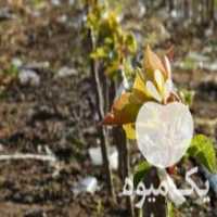 آگهی مشابه فروش انواع نهال در کرج در گروه خرید فروش نهال - انواع گردو پسته بادام سلطانی انگور در یکمیوه