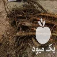 آگهی مشابه نهال زرشک پلویی را از نهالستان هاشمی خرید کن در قزوین در گروه خرید فروش نهال - انواع گردو پسته بادام سلطانی انگور در یکمیوه