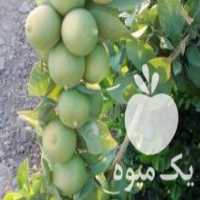 آگهی مشابه فروش نهال گرمسیری و نیمه گرمسیری در حاجی آباد در گروه خرید فروش نهال - انواع گردو پسته بادام سلطانی انگور در یکمیوه