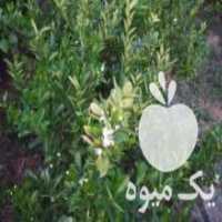 آگهی مشابه فروش نهالستان جنوب در ارزوئیه در گروه خرید فروش نهال - انواع گردو پسته بادام سلطانی انگور در یکمیوه