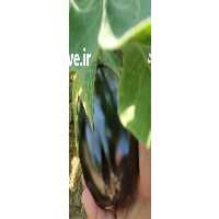 آگهی مشابه فروش بادمجان در بوشهر در گروه خرید فروش عمده بادمجان - قلمی دلمه کبابی مشکی سفید در یکمیوه