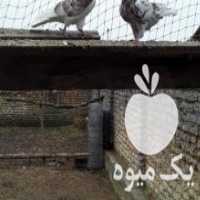 آگهی مشابه فروش دوتا کبوتر گرگی نر در گمیش تپه در گروه انواع پرنده - زینتی عروس هما مینا طوطی مرغ عشق در یکمیوه