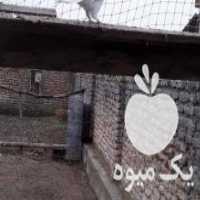 آگهی مشابه فروش کبوتر طوقی بسیار تمیز و مخصوص پرواز ساعت بالا در گمیش تپه در گروه انواع پرنده - زینتی عروس هما مینا طوطی مرغ عشق در یکمیوه