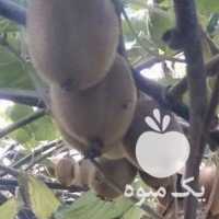آگهی مشابه فروش کیوی هایوارد طلایی در چالوس در گروه خرید فروش عمده کیوی - صادراتی مازندران تنکابن تالش در یکمیوه