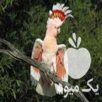 آگهی مشابه فروش دستگاه جوجه کشی خانگی و صنعتی در مشهد در گروه تجهیزات دام و طیور - خرید فروش نو دسته دوم در یکمیوه