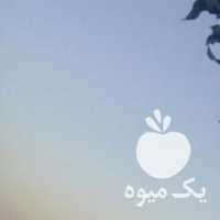 آگهی مشابه فروش نهال پسته بین الملل در یزد در گروه خرید فروش نهال - انواع گردو پسته بادام سلطانی انگور در یکمیوه