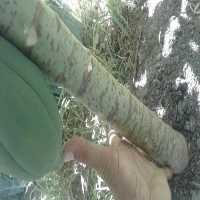 آگهی مشابه پیش فروش نهال پاپایا میوه دار گلدونی در تهران در گروه خرید فروش نهال - انواع گردو پسته بادام سلطانی انگور در یکمیوه