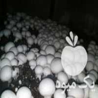 آگهی مشابه فروش قارچ خوراکی در اصفهان در گروه خرید فروش عمده قارچ - دکمه ای خوراکی دارویی پرورشی کوهی در یکمیوه