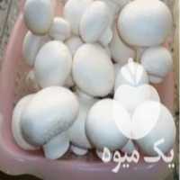 آگهی مشابه خرید و فروش قارچ خوراکی در تهران در گروه خرید فروش عمده قارچ - دکمه ای خوراکی دارویی پرورشی کوهی در یکمیوه
