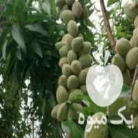 آگهی مشابه فروش ویژه نهال های پایه رویشی وکشت بافتی لیبل آبی وبذری در تهران در گروه خرید فروش نهال - انواع گردو پسته بادام سلطانی انگور در یکمیوه