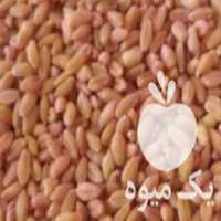 آگهی مشابه فروش بذر گندم دولتی پلمب شده در مینودشت در گروه خرید فروش بذر - انواع محصول کشاورزی گوجه کتان میوه درخت در یکمیوه