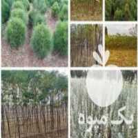 آگهی مشابه فروش نهالستان مهندس زنده دل در خواف در گروه خرید فروش نهال - انواع گردو پسته بادام سلطانی انگور در یکمیوه