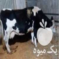 آگهی مشابه فروش 1 عدد گاو شیری سمینتال با 1 عدد گوساله سمینتال اصیل در آمل در گروه خرید فروش عمده برنج - نیم دانه عنبر بو هاشمی کاظمی هندی پاکستانی در یکمیوه