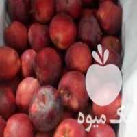 آگهی مشابه فروش سیب سردخانه در مشهد در گروه اجاره سردخانه - محصولات کشاورزی میوه صنعتی تنی در یکمیوه