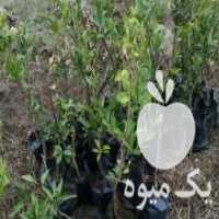 آگهی مشابه فروش نهال مرکبات و سیاه ریشه در علی آباد در گروه خرید فروش نهال - انواع گردو پسته بادام سلطانی انگور در یکمیوه