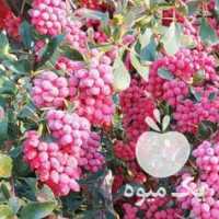 آگهی مشابه فروش زرشک تازه با شاخه در تهران در گروه خرید فروش عمده ازگیل و تمشک و زرشک - ژاپنی فروش مستقیم در یکمیوه