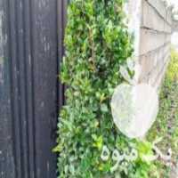 آگهی مشابه فروش گل و گیاه در تنکابن در گروه خرید فروش عمده گیاهان زینتی - گرمسیری آپارتمانی باغچه آب در یکمیوه