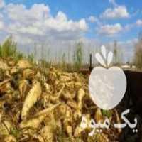آگهی مشابه فروش چغندر حیوانی در مرند در گروه خرید فروش عمده چغندر - قند لبویی قرمز سفید در یکمیوه
