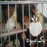 آگهی مشابه فروش طوطی عروس هلندی در ساری در گروه انواع پرنده - زینتی عروس هما مینا طوطی مرغ عشق در یکمیوه