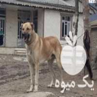آگهی مشابه فروش سگ خراسانی جنگی و ادم گیر در کلاله در گروه سگ و گربه _ نگهبان هاسکی ژرمن دوبرمن سرابی در یکمیوه