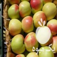 آگهی مشابه سیب درجه یک صادراتی در میانه در گروه خرید فروش عمده سیب - زرد و قرمز گلاب پاییزه در یکمیوه