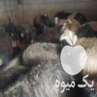 آگهی مشابه فروش 100 میش سوز ملحه در نیر در گروه گاو و گوسفند و میش و بز کهره گوساله سمینتال در یکمیوه