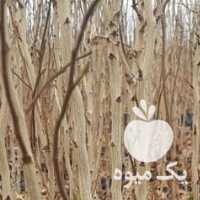 آگهی مشابه فروش نهال پسته سبز در یزد در گروه خرید فروش نهال - انواع گردو پسته بادام سلطانی انگور در یکمیوه