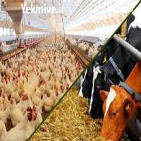 آگهی مشابه فروش خوراک دام و طیور در تهران در گروه خوراک دام و طیور - پرواری شیری علوفه یونجه در یکمیوه