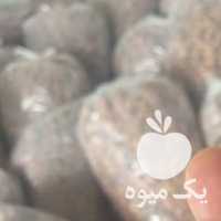 آگهی مشابه فروش خرمای کبکاب در بوشهر در گروه خرید فروش عمده خرما - کبکاب تازه زاهدی خشک خارک در یکمیوه