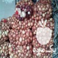 آگهی مشابه فروش پیاز شیشه ای در دورود در گروه خرید فروش عمده پیاز - قرمز سفید زرد ترشی تازه انباری در یکمیوه